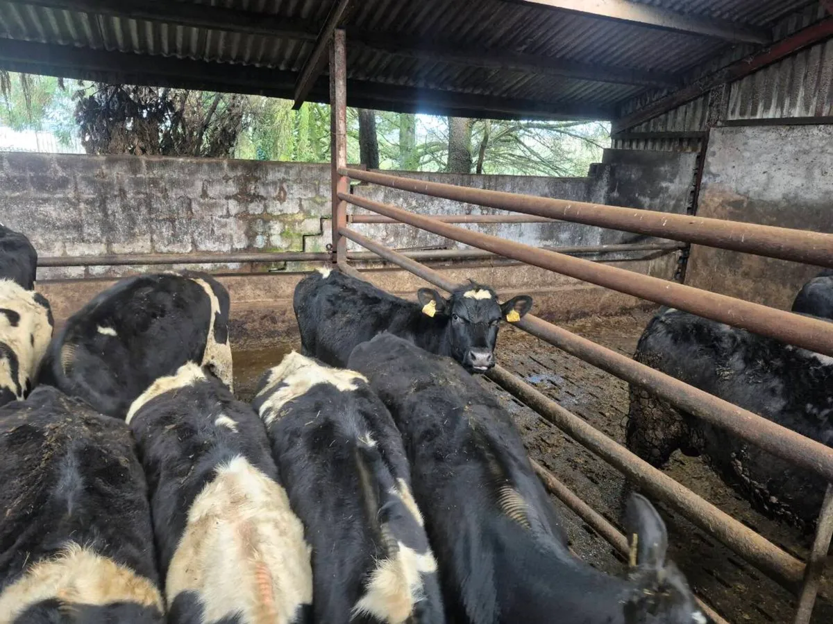 Maiden Heifers - Image 3