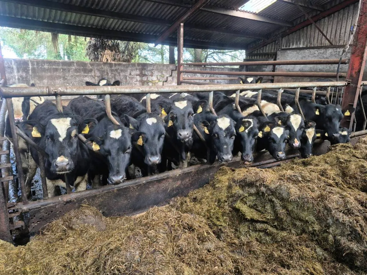 Maiden Heifers - Image 4