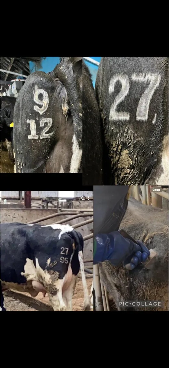 Freeze Branding Available Nationwide - Image 4