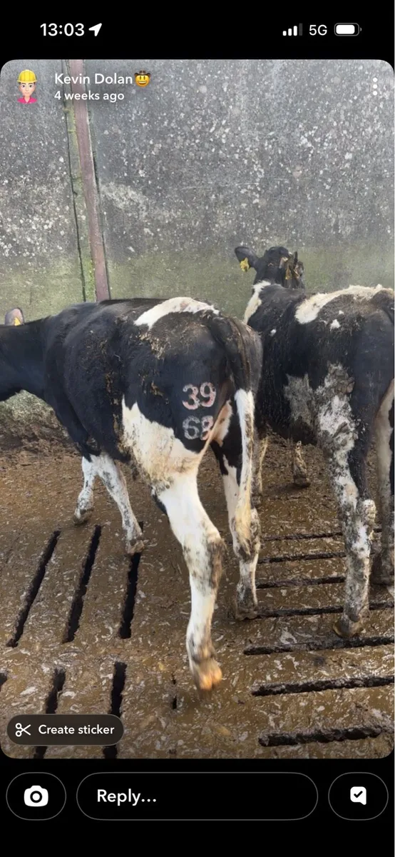 Freeze Branding Available Nationwide - Image 3