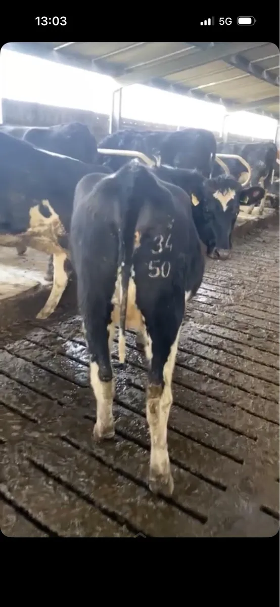 Freeze Branding Available Nationwide - Image 2