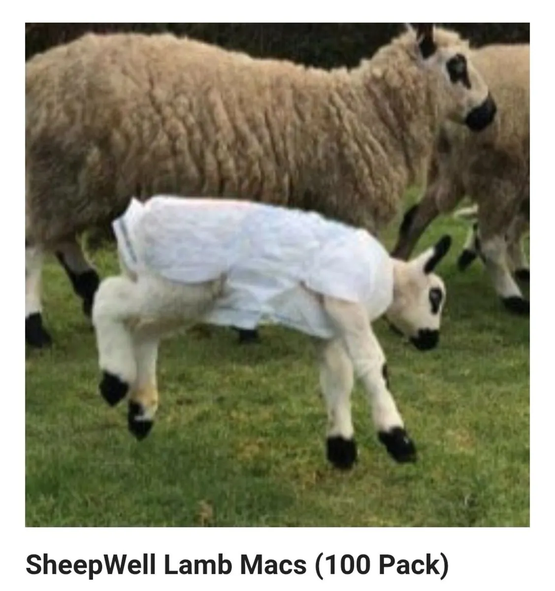 Clear Lamb Macs & Vivid Spray Markers! - Image 2