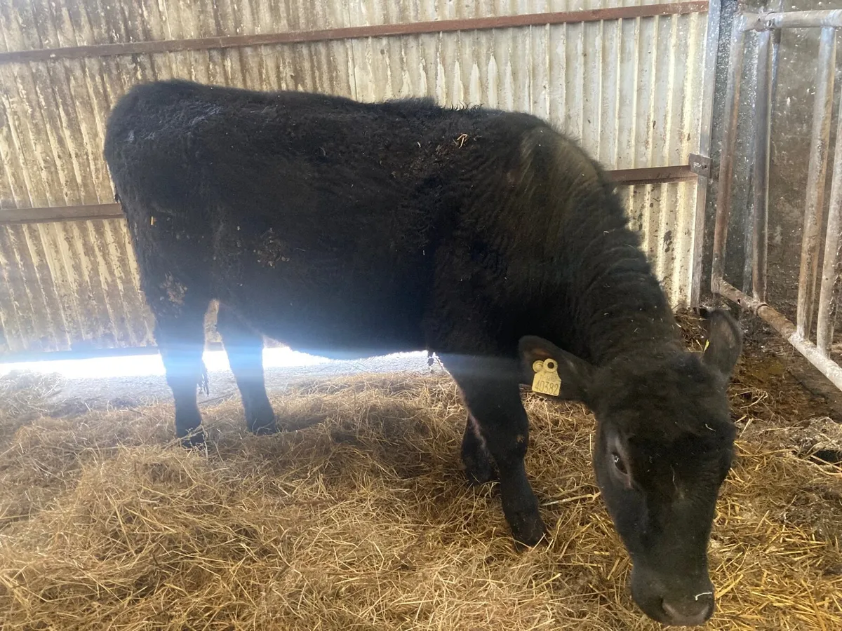 Angus Heifer - Image 1