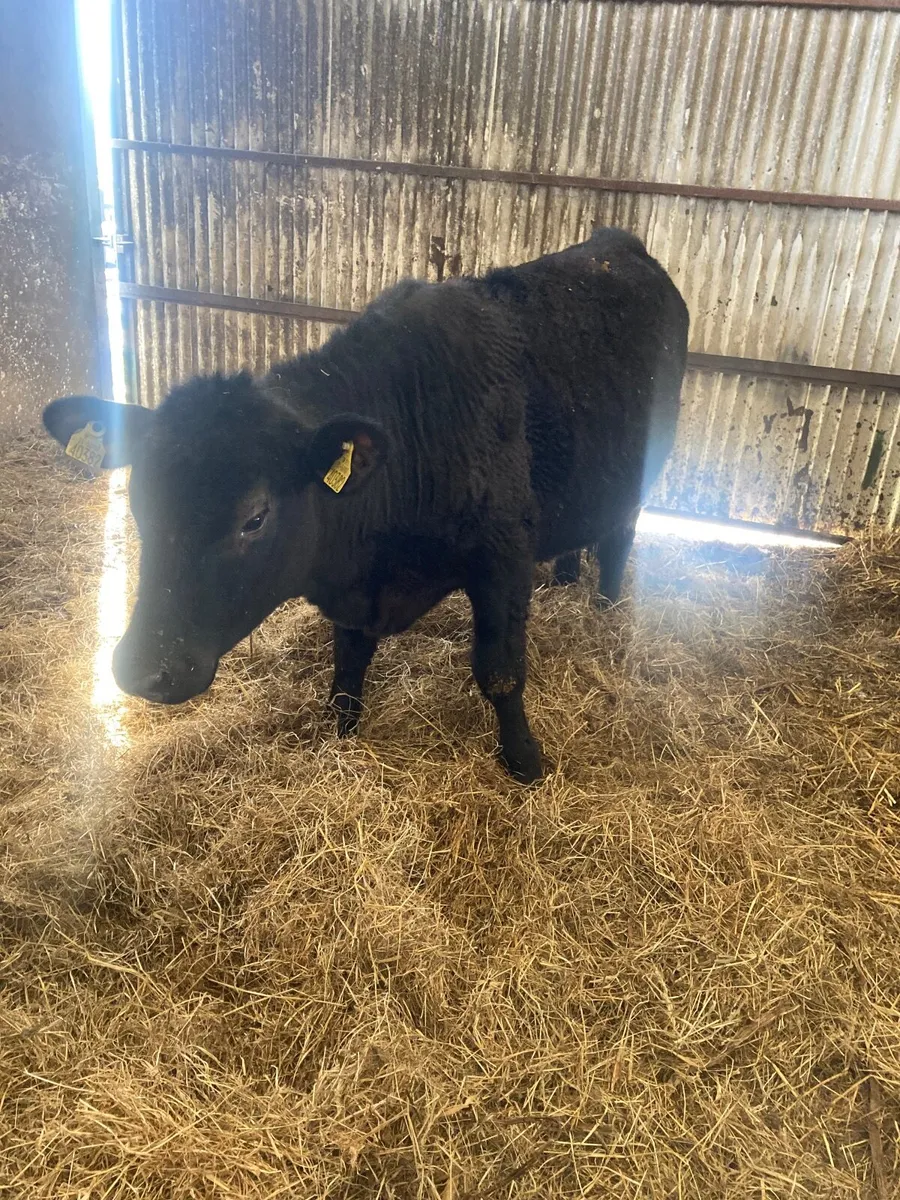 Angus Heifer - Image 2