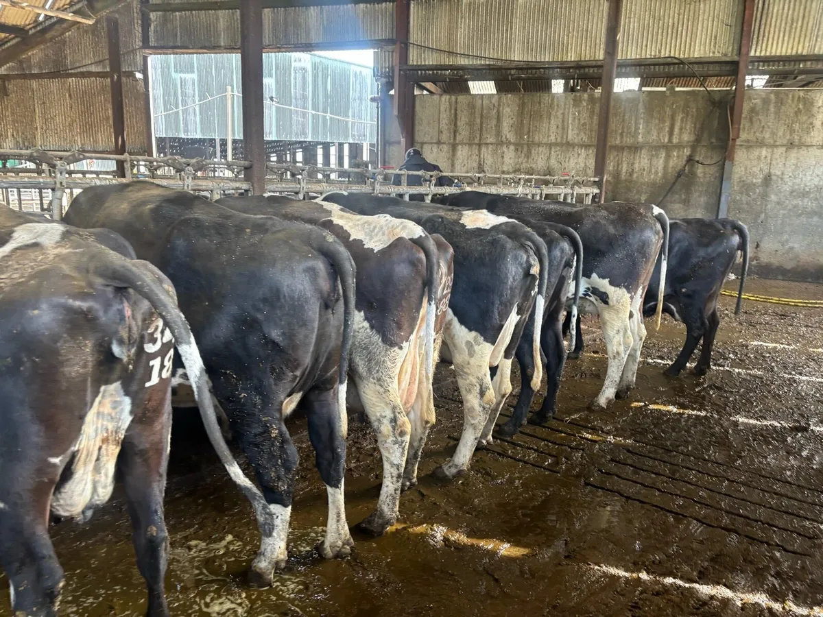 Calved and incalf Dairy cows and heifers - Image 1