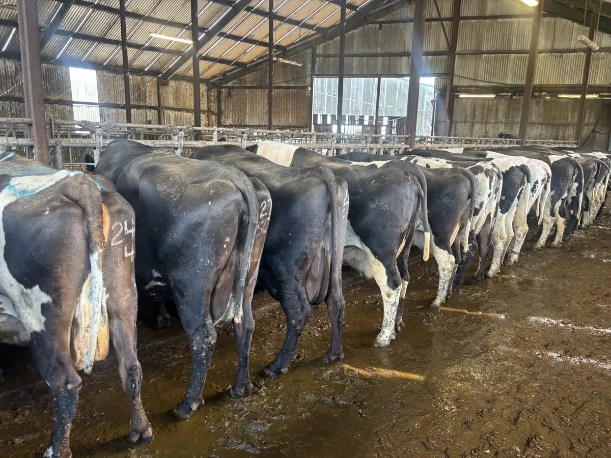 Calved and incalf Dairy cows and heifers - Image 2