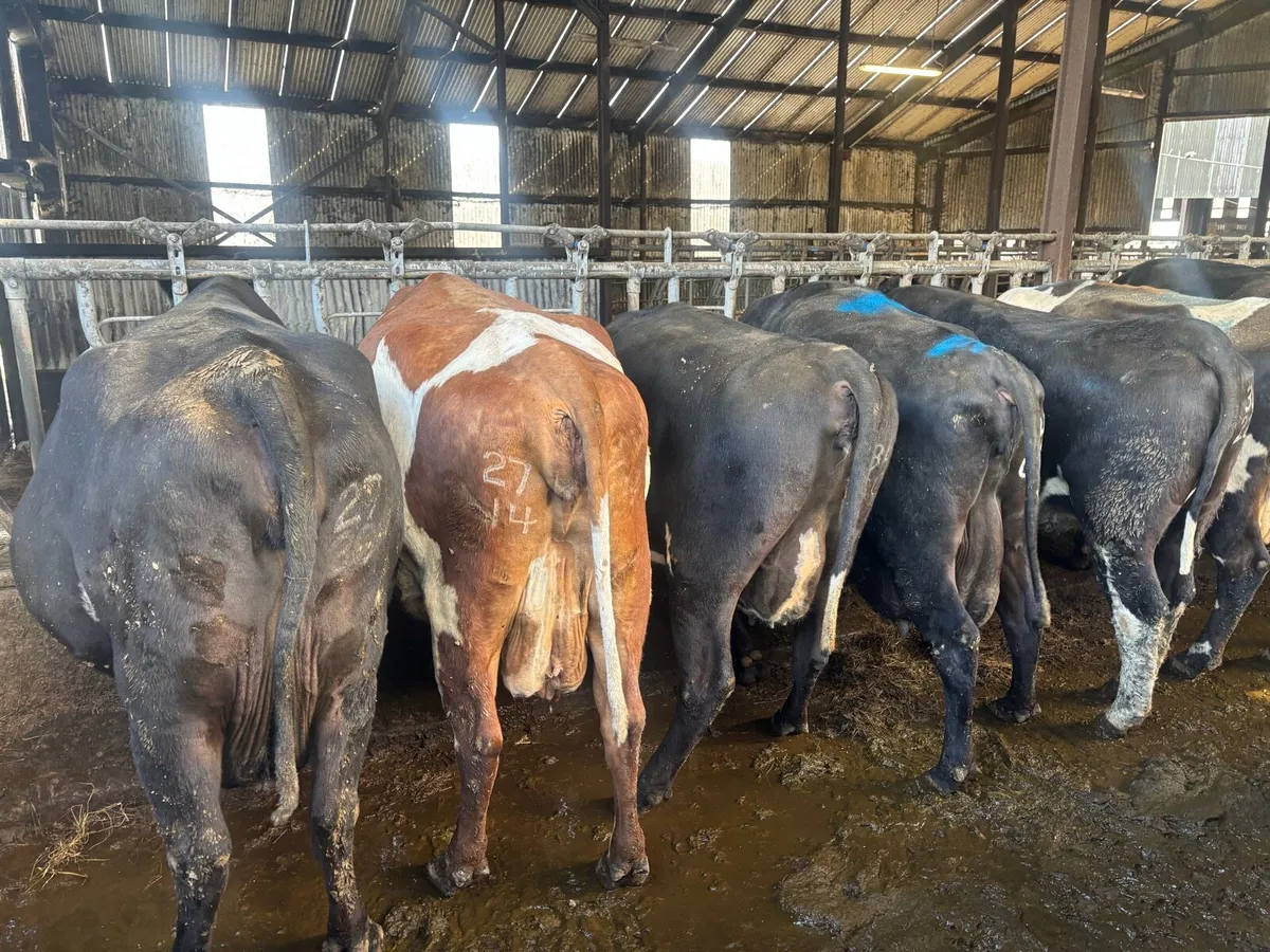 Calved and incalf Dairy cows and heifers - Image 3
