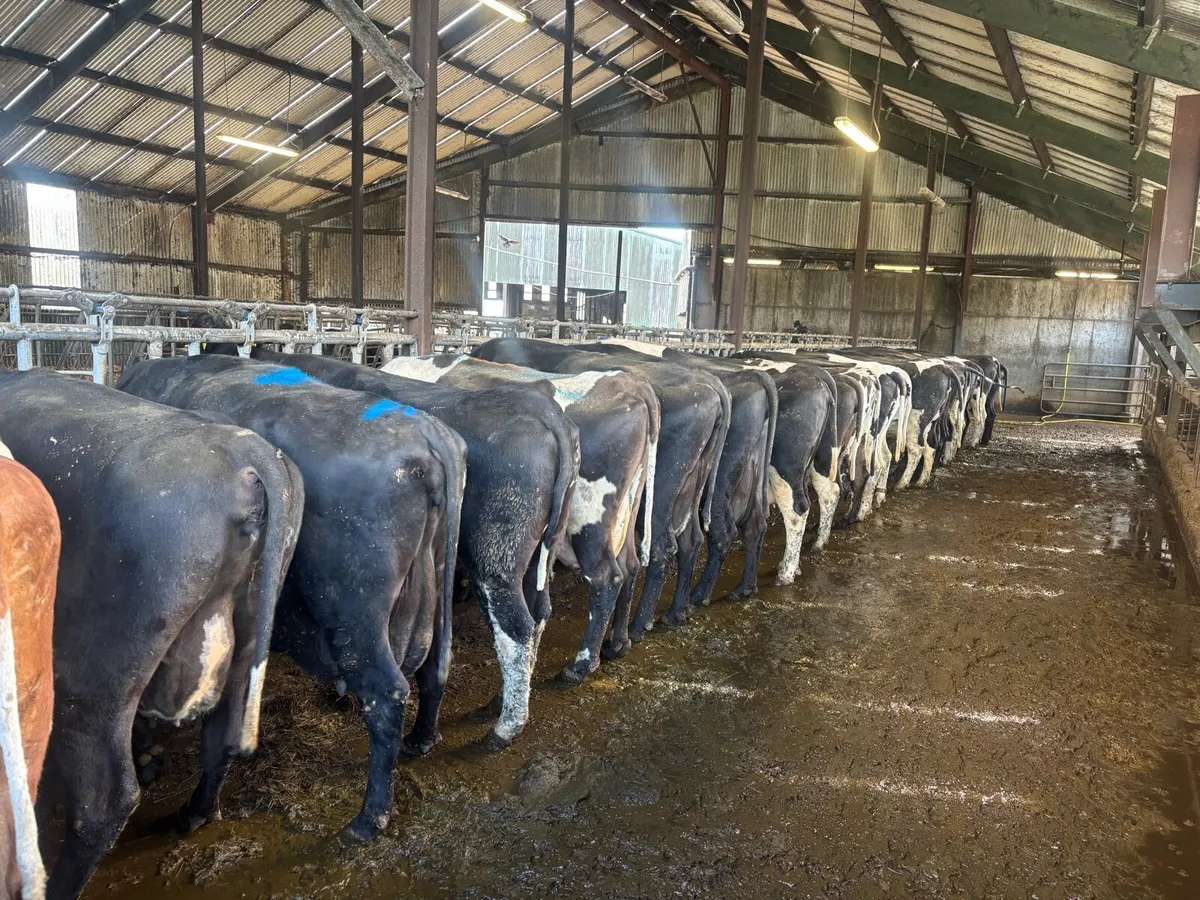 Calved and incalf Dairy cows and heifers - Image 4