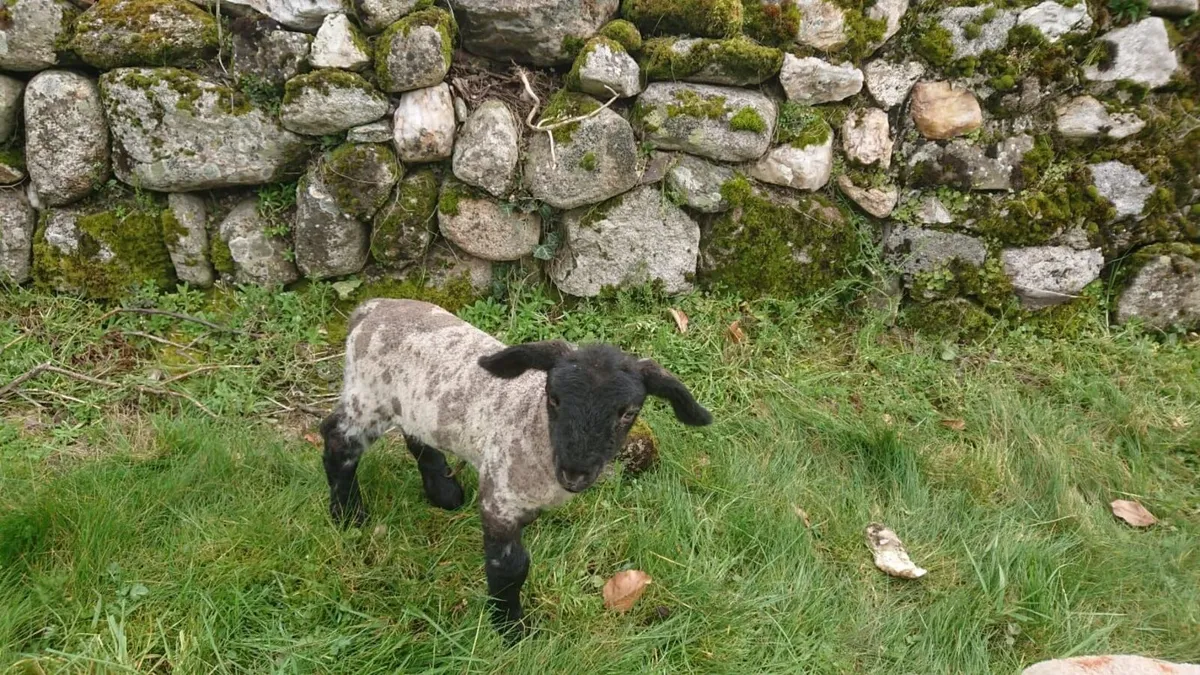 Pet lamb