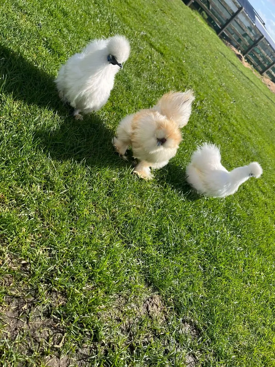 Poultry,  silkies and pekin - Image 3