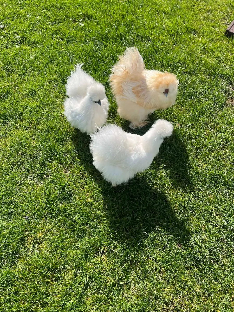 Poultry,  silkies and pekin - Image 4