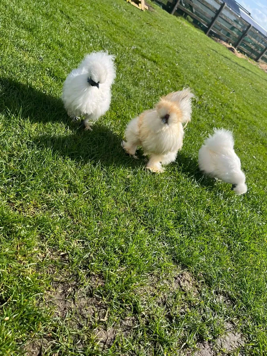 silkies - Image 4