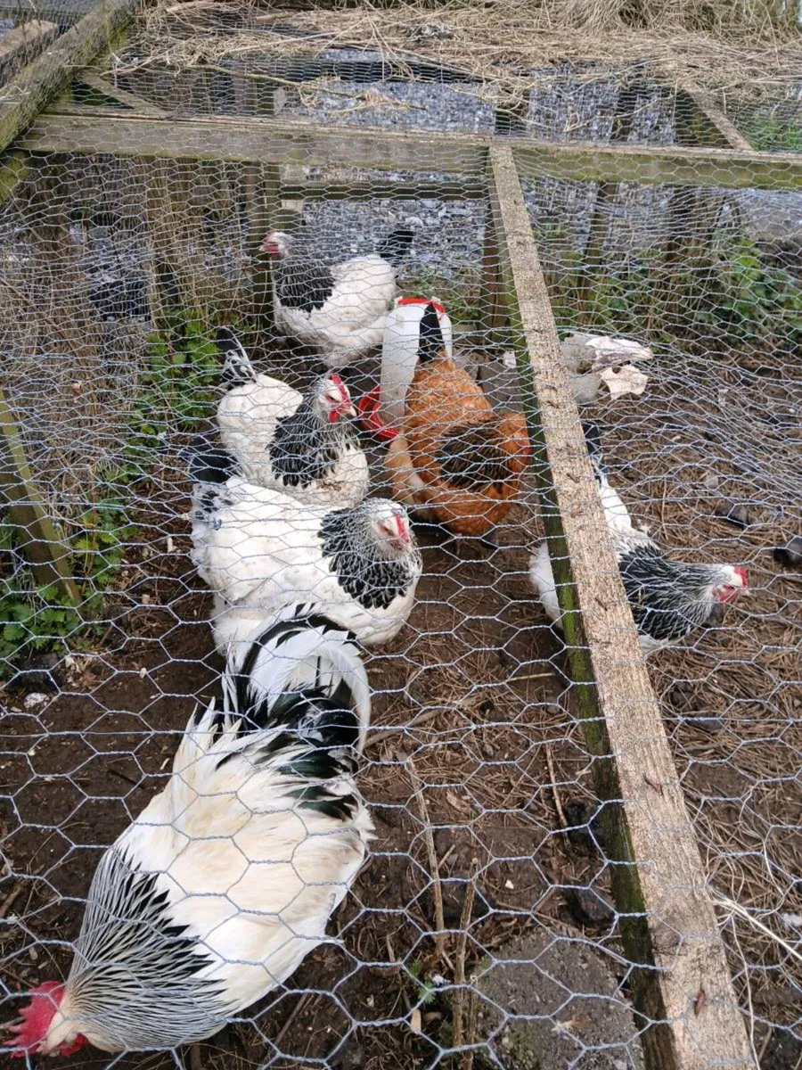 Hatching eggs - Image 1