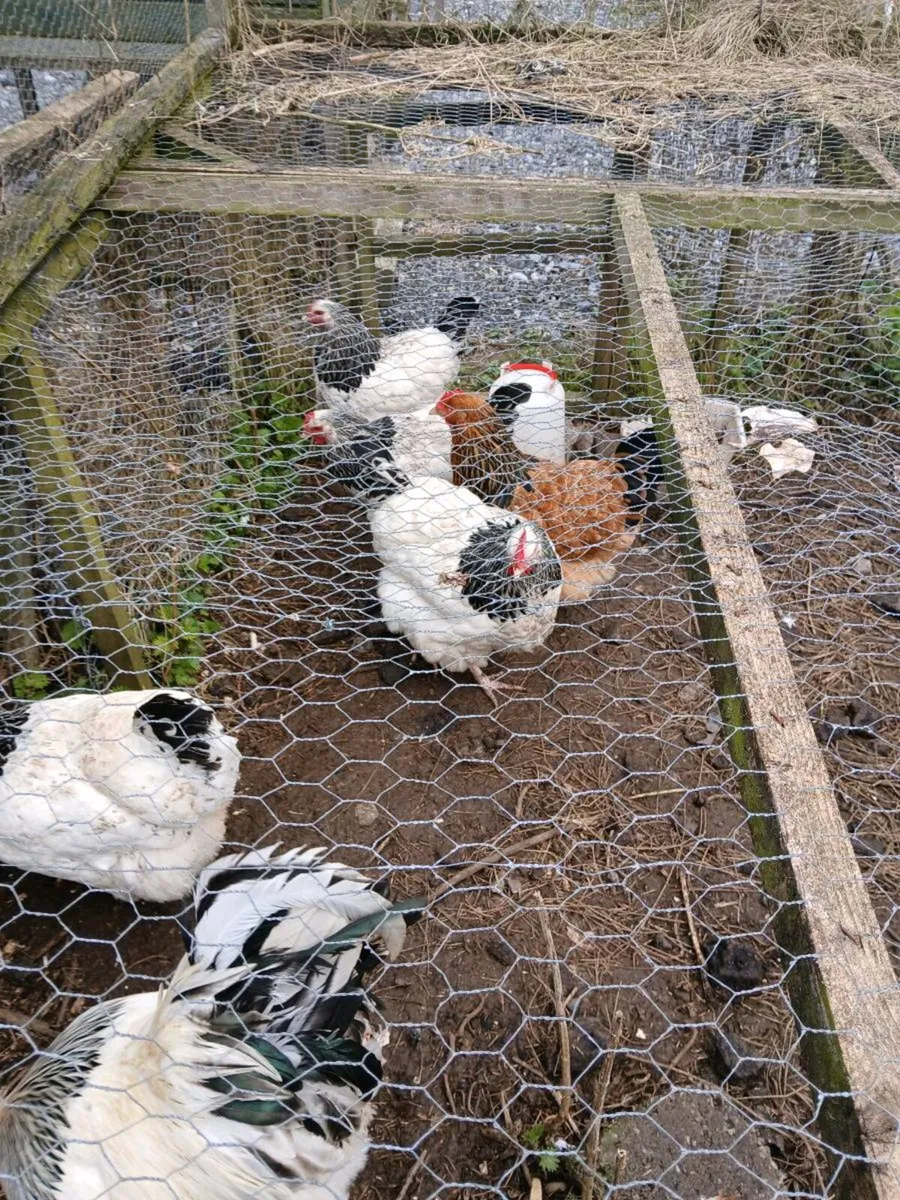 Hatching eggs - Image 2