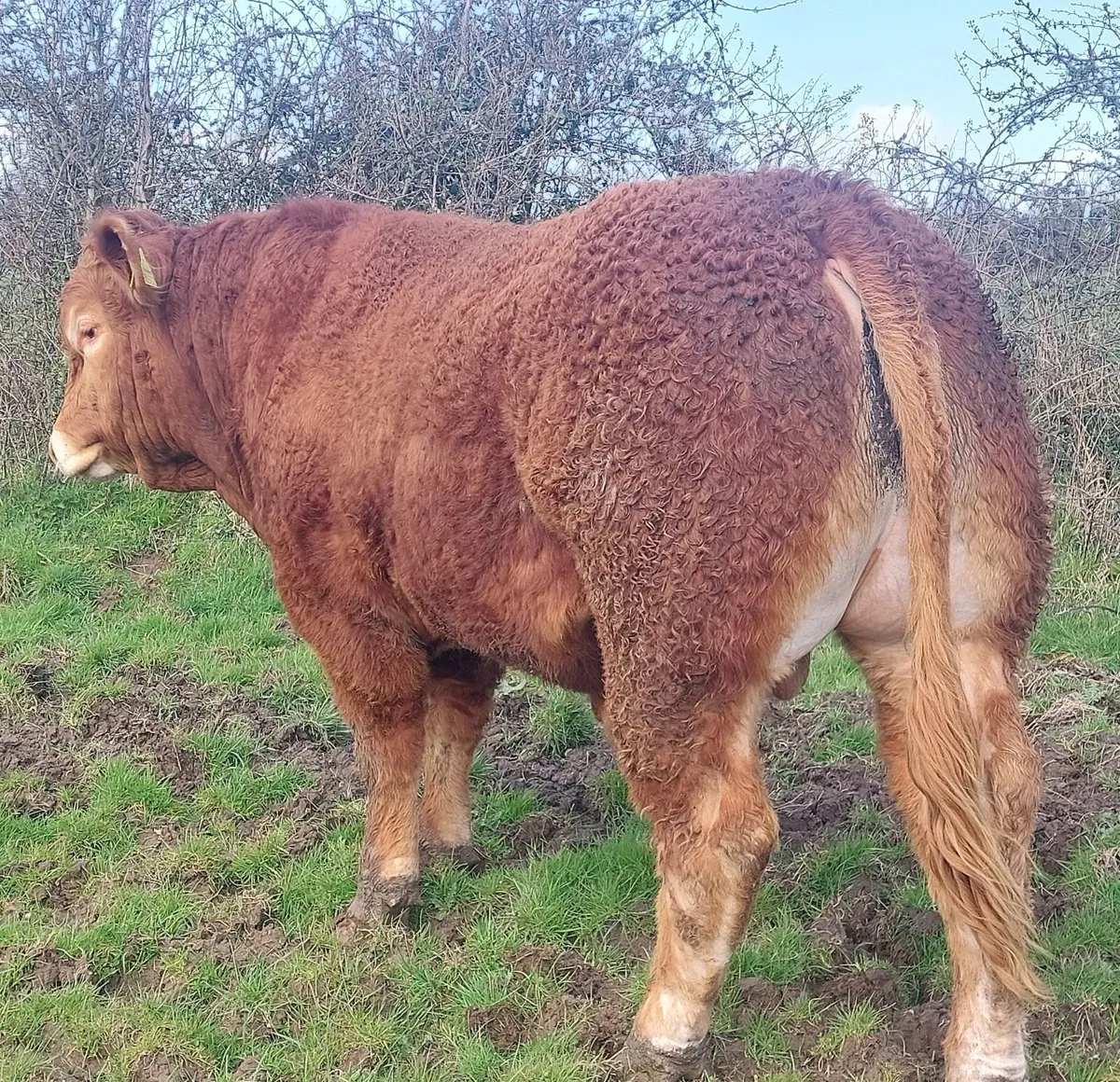 5 star bull eligible for scep - Image 2