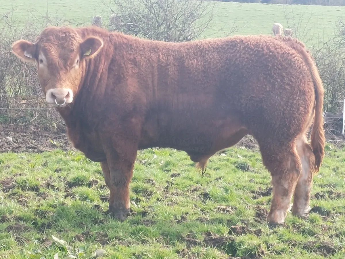 5 star bull eligible for scep - Image 1