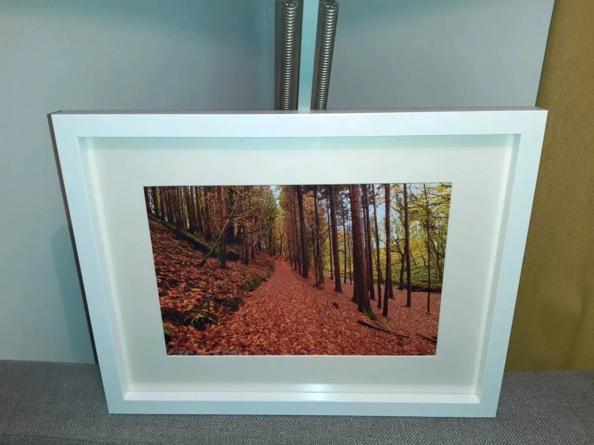 Curragh Woods - Image 3