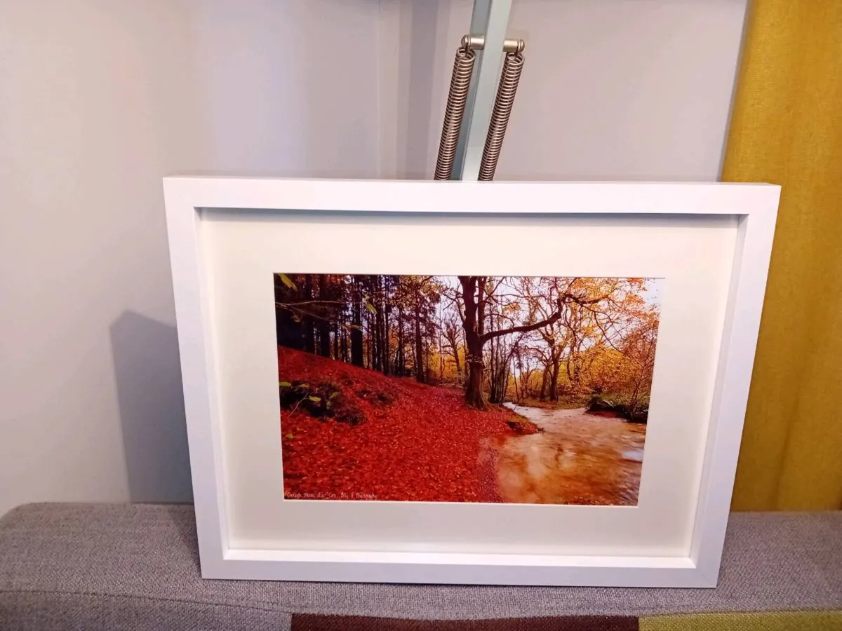 Curragh Woods - Image 1