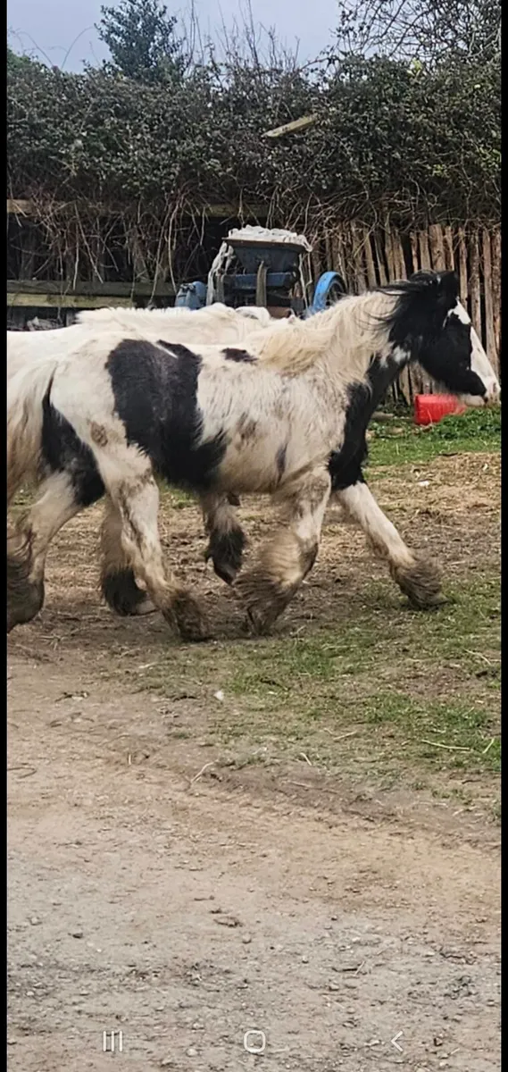 3 cobs and a colt - Image 3