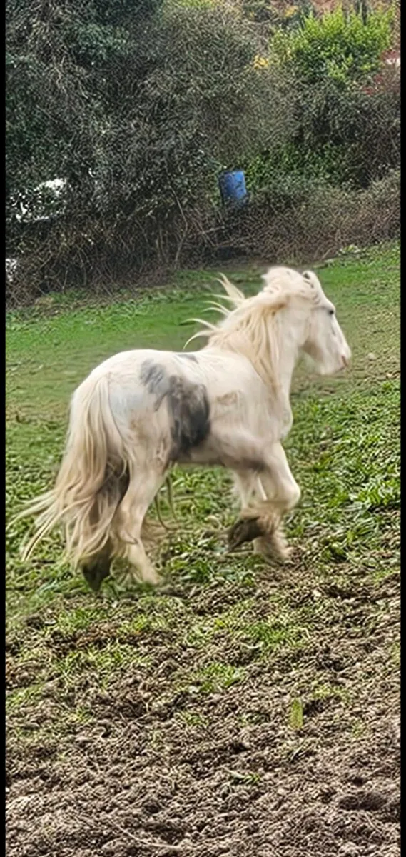 3 cobs and a colt - Image 2