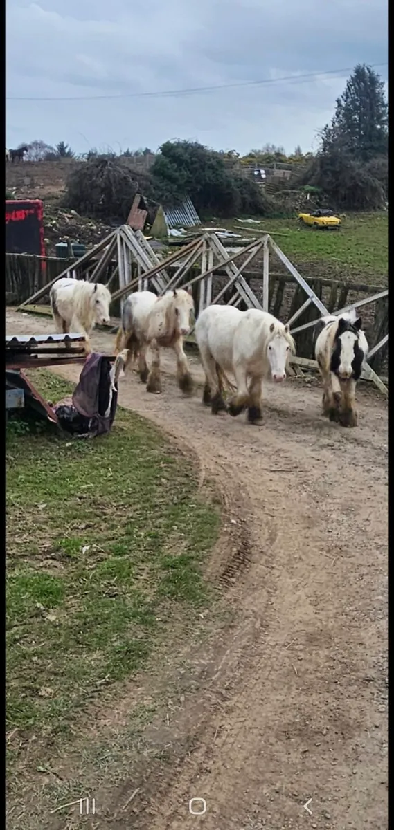 3 cobs and a colt - Image 4