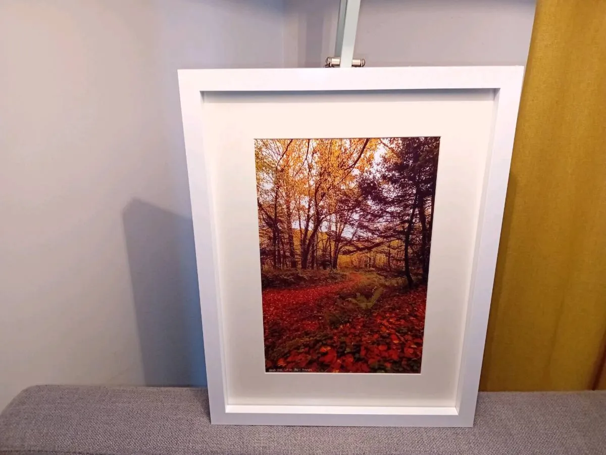 Curragh Woods - Image 2