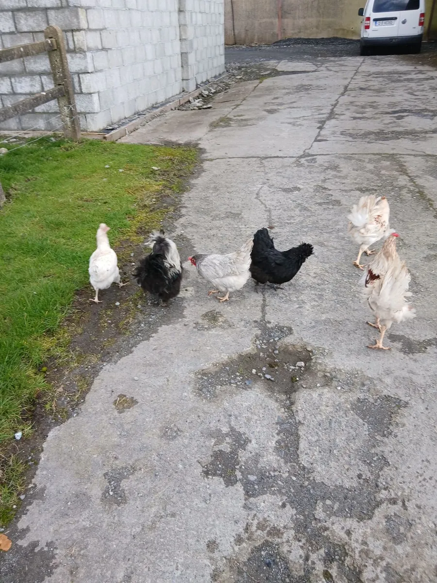 Crossbred Pulletts - Image 1