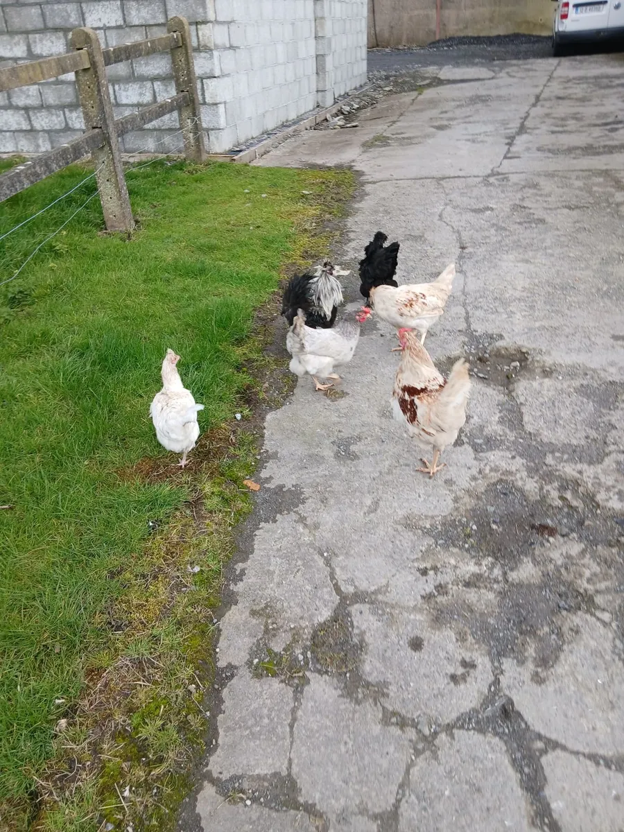 Crossbred Pulletts - Image 3