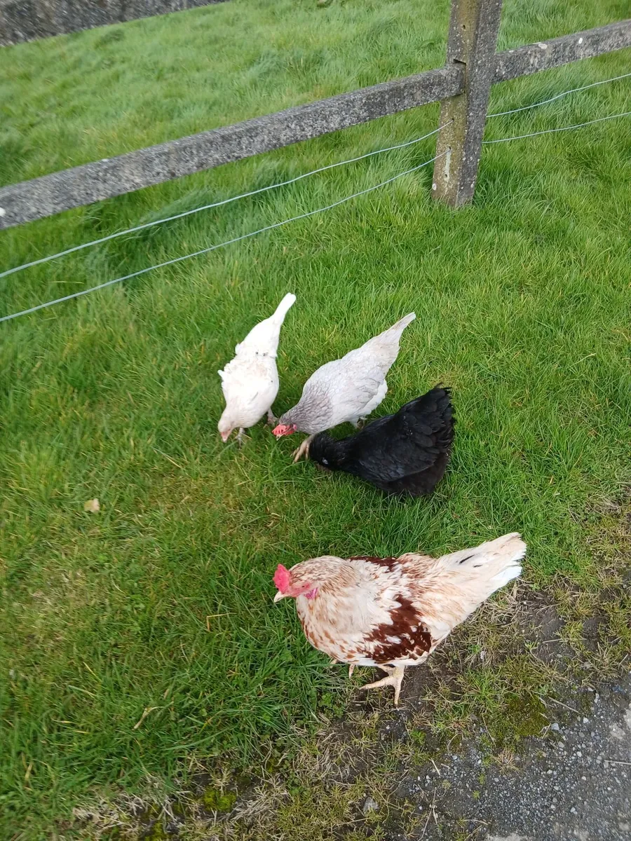 Crossbred Pulletts - Image 4