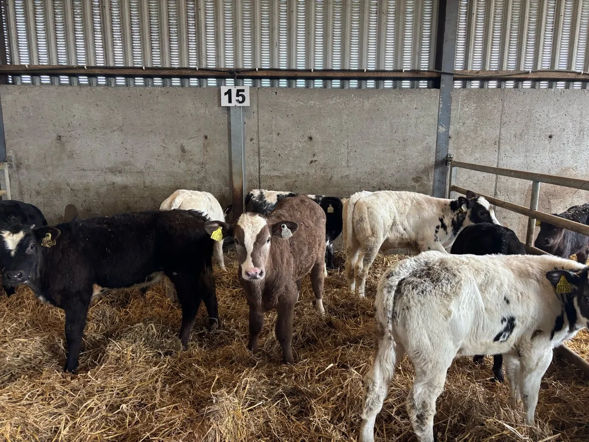 8 super continental bull runners - Image 1