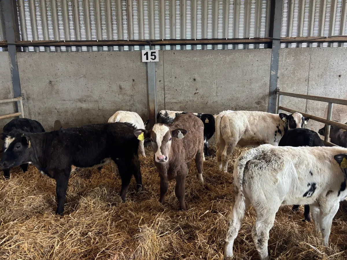 8 super continental bull runners - Image 3