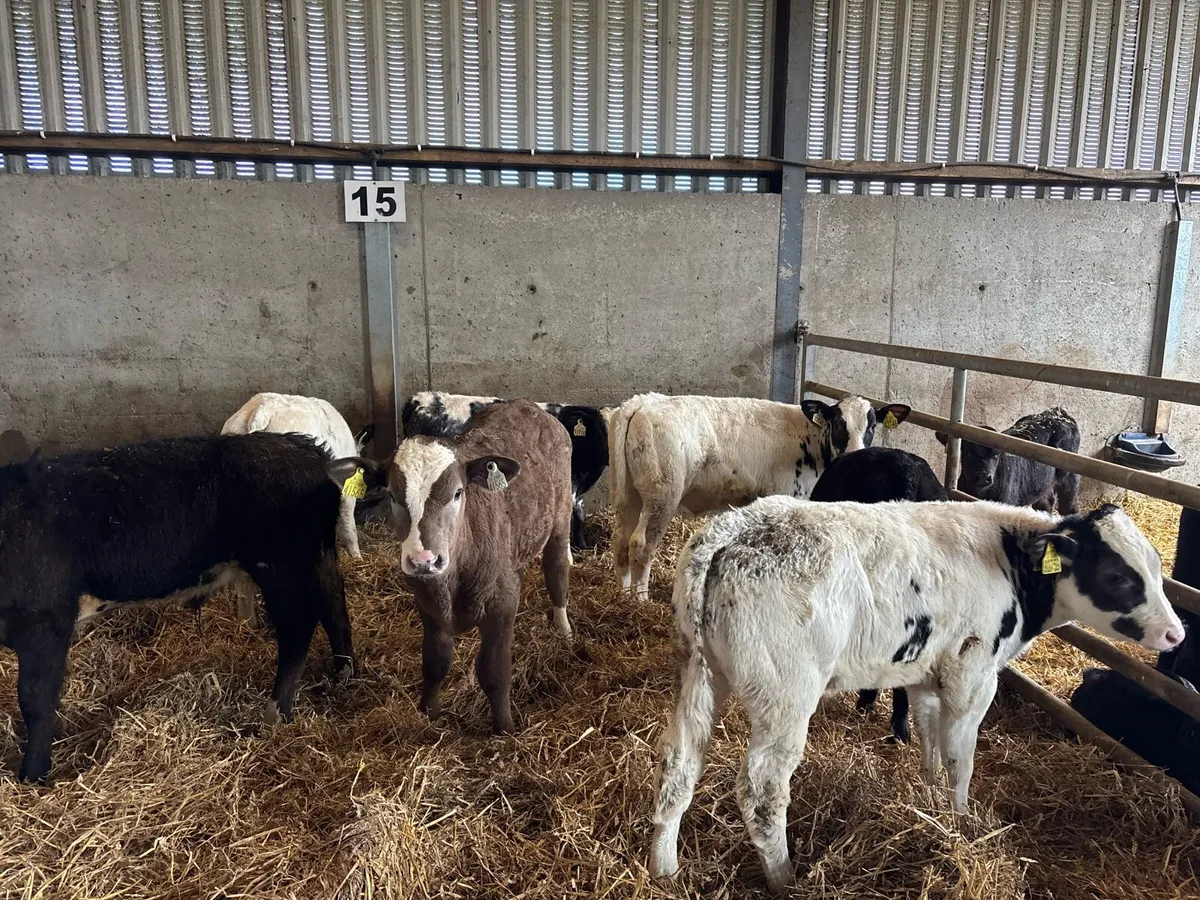 8 super continental bull runners - Image 4