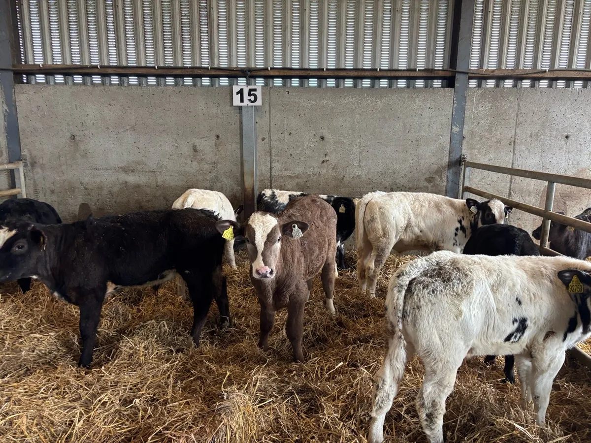 8 super continental bull runners - Image 2