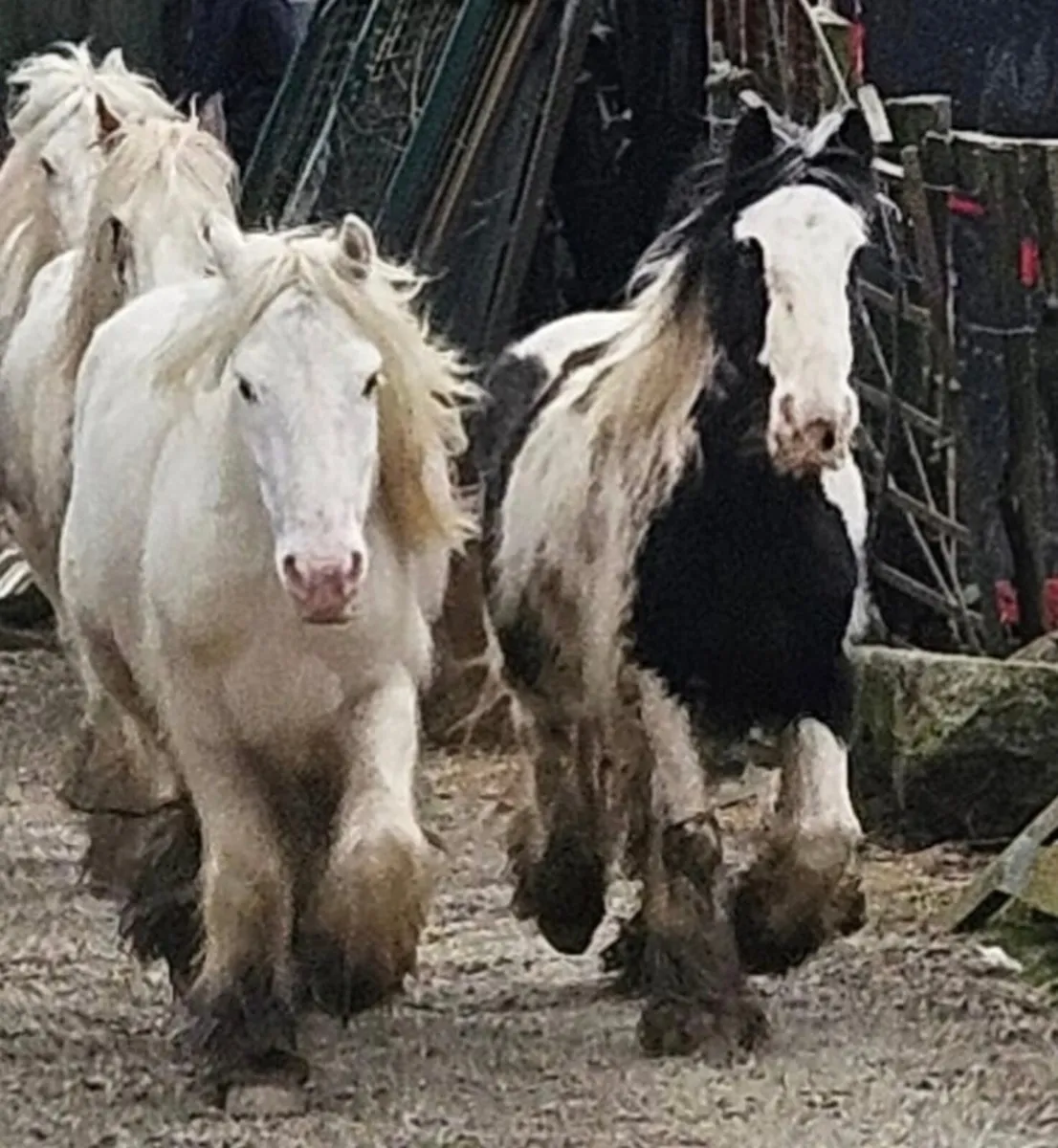 3 cobs and a colt - Image 1