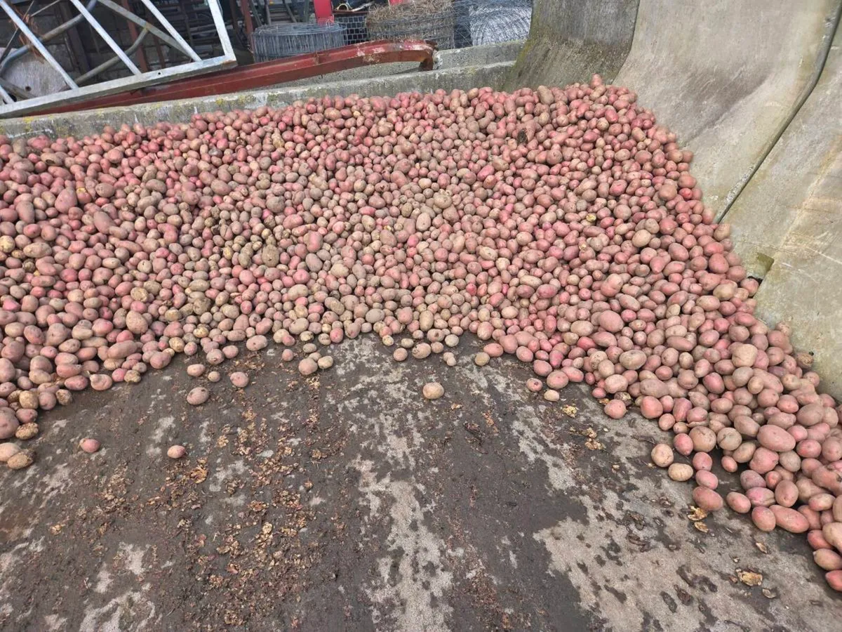 Washed Potatoes and Beet for sale - Image 1