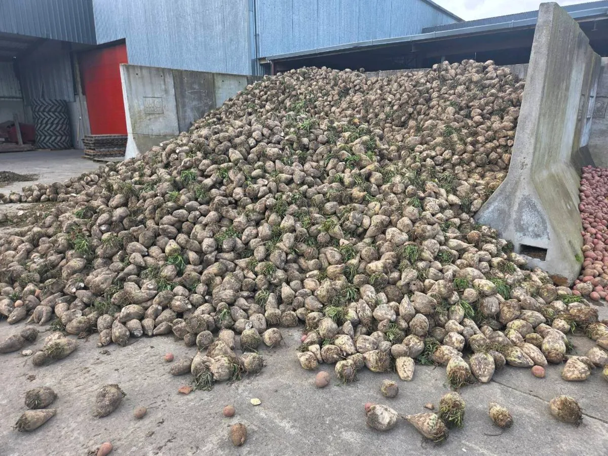 Washed Potatoes and Beet for sale - Image 2