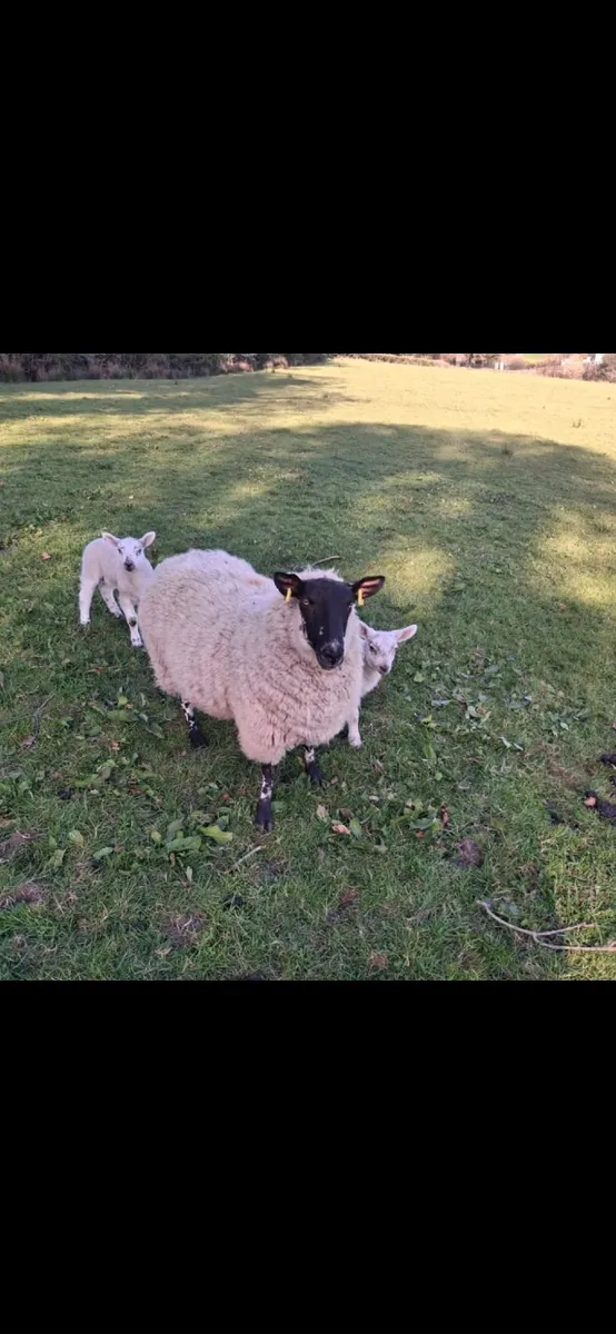 Great Suffolk 2 yr olds with Beltex twins - Image 1