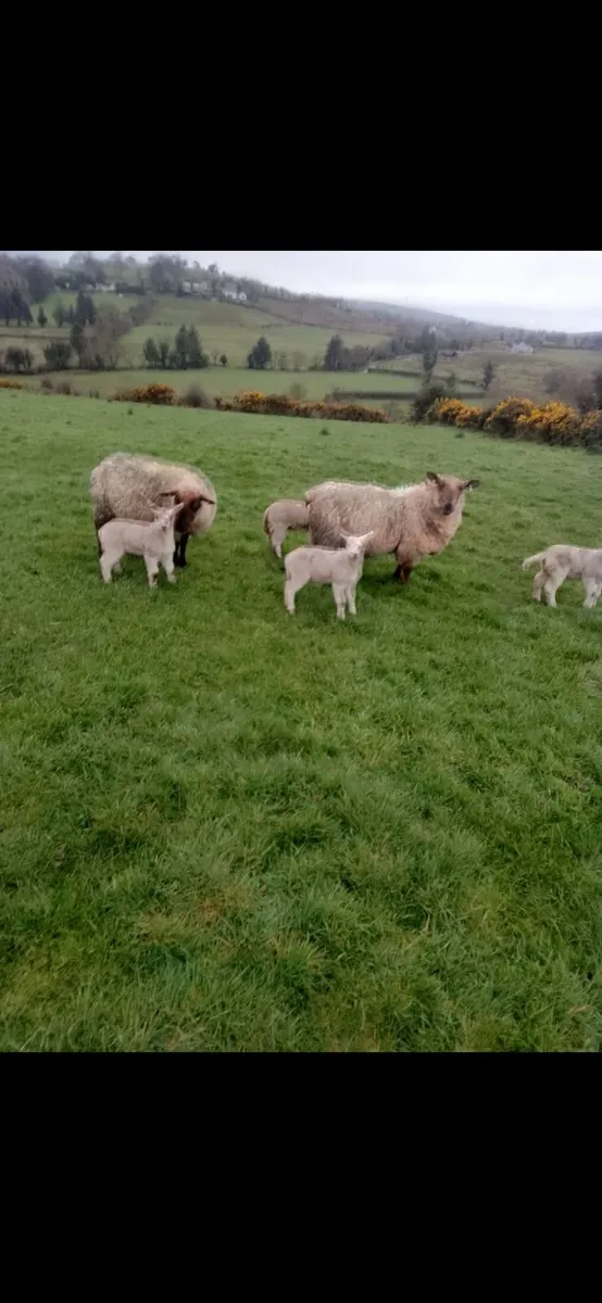 Great Suffolk 2 yr olds with Beltex twins - Image 3