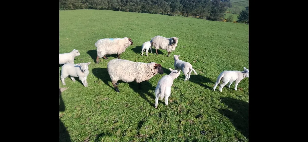 Great Suffolk 2 yr olds with Beltex twins - Image 4