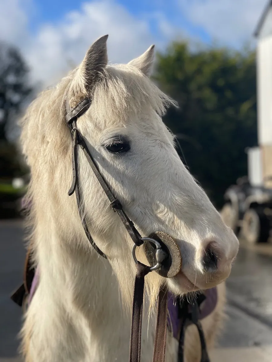 12hh 6 year old pony - Image 1