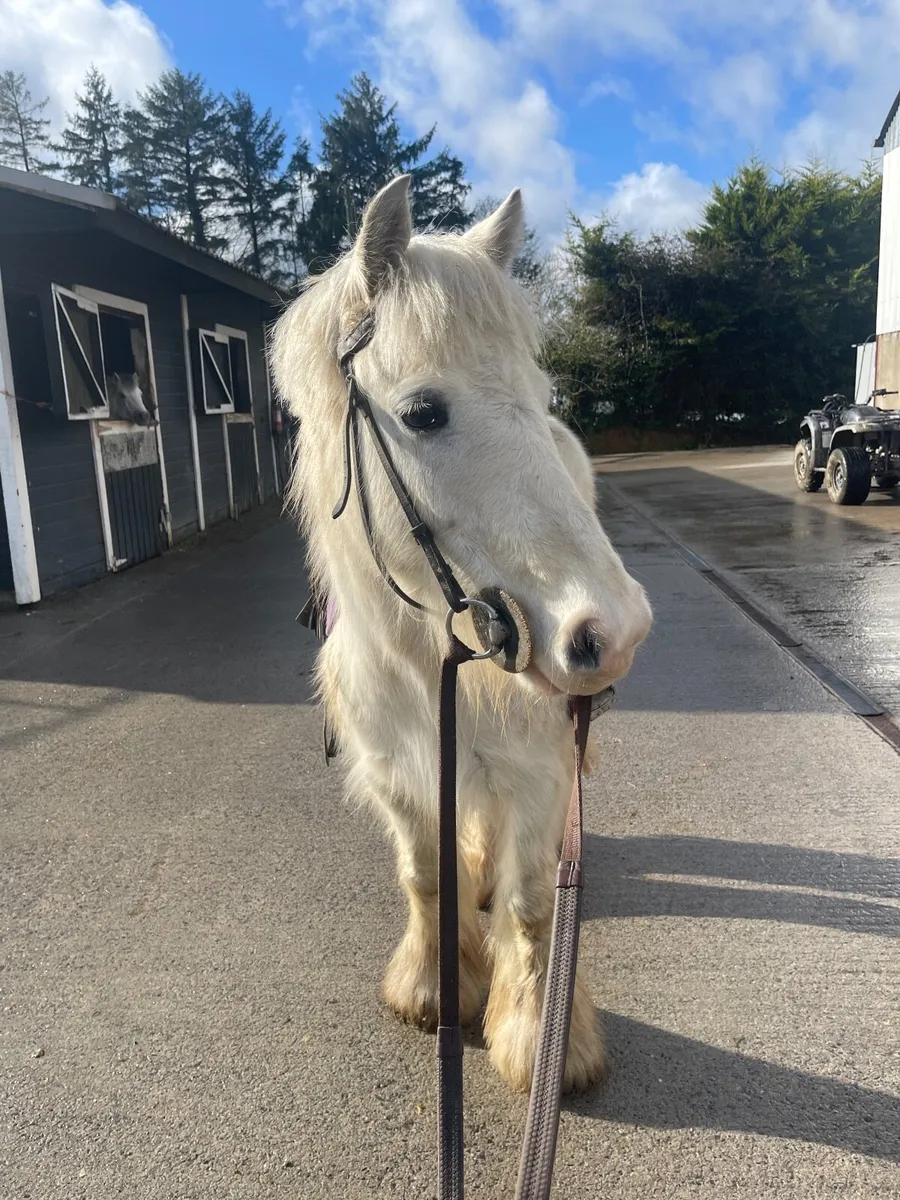 12hh 6 year old pony - Image 2
