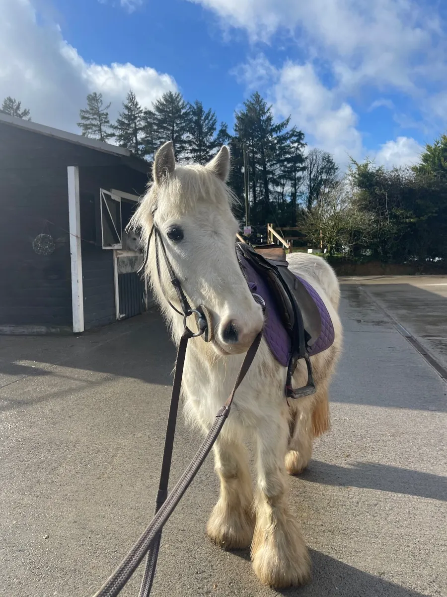 12hh 6 year old pony - Image 3