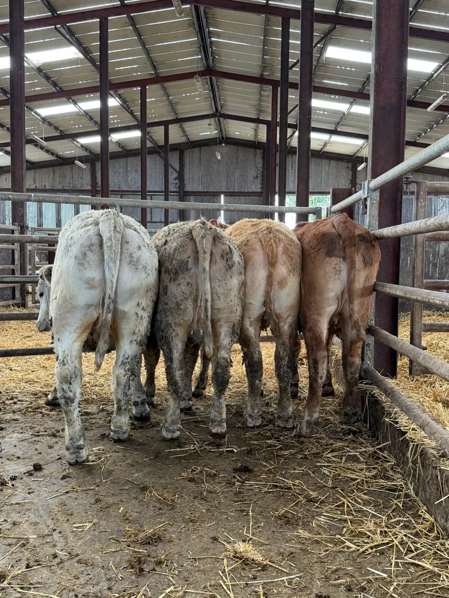 5 star ⭐️ suitable for scpe heifers - Image 1