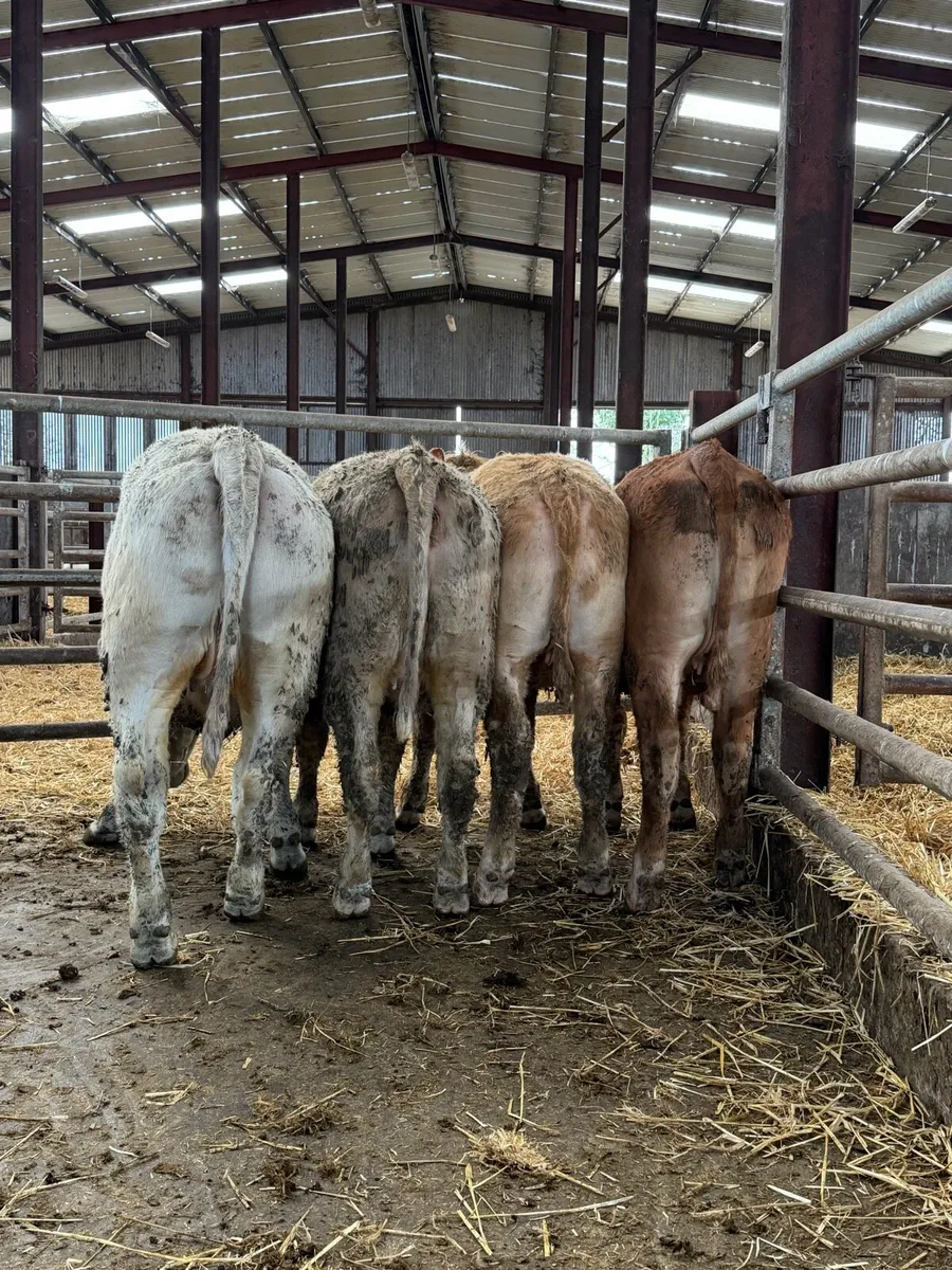 5 star ⭐️ suitable for scpe heifers - Image 2