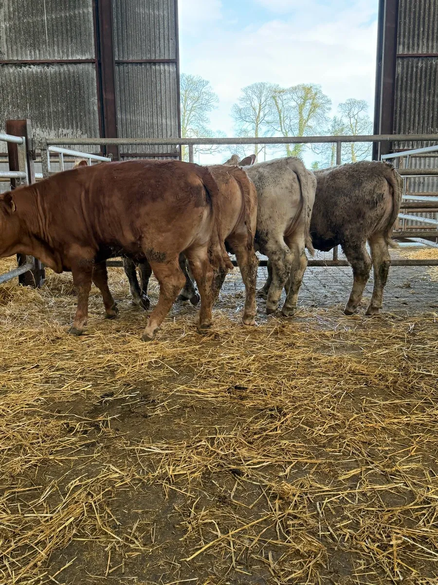5 star ⭐️ suitable for scpe heifers - Image 4