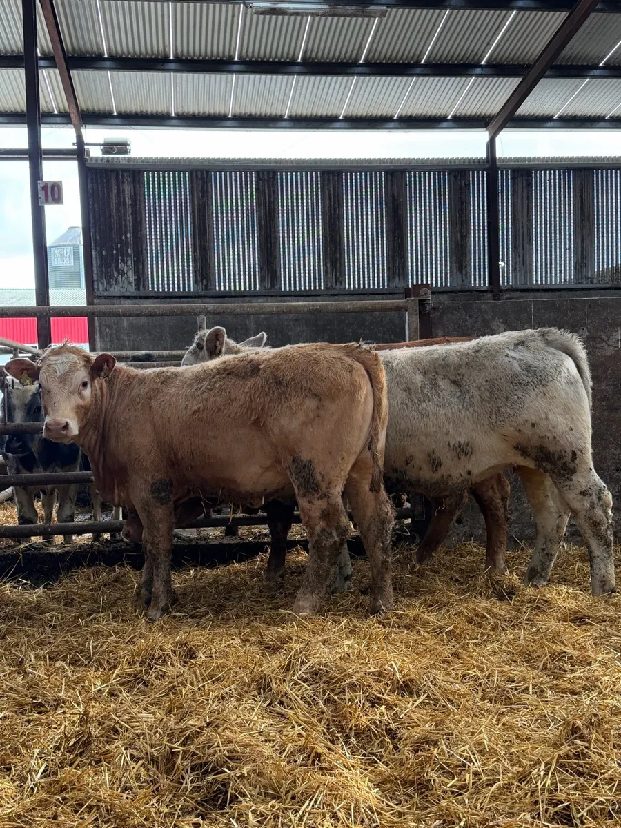 5 star ⭐️ suitable for scpe heifers - Image 3