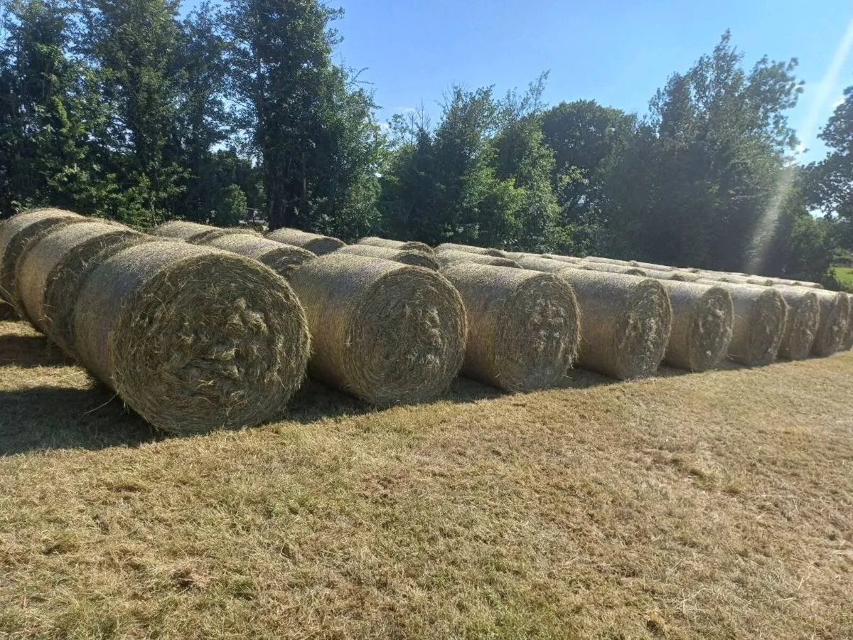 Hay and Silage - Image 1