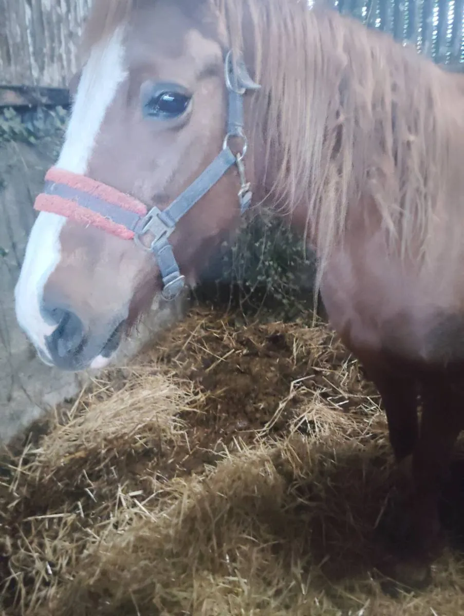 ISH broodmare - Image 1