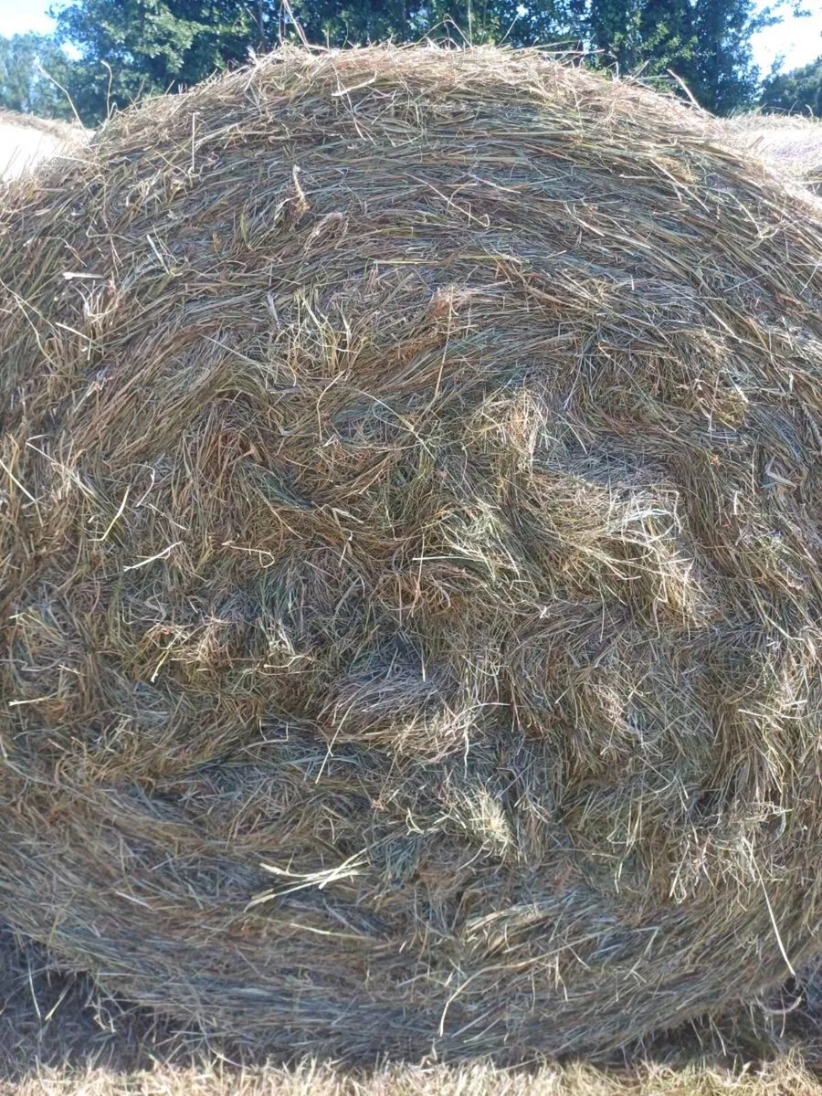 Hay and Silage - Image 3