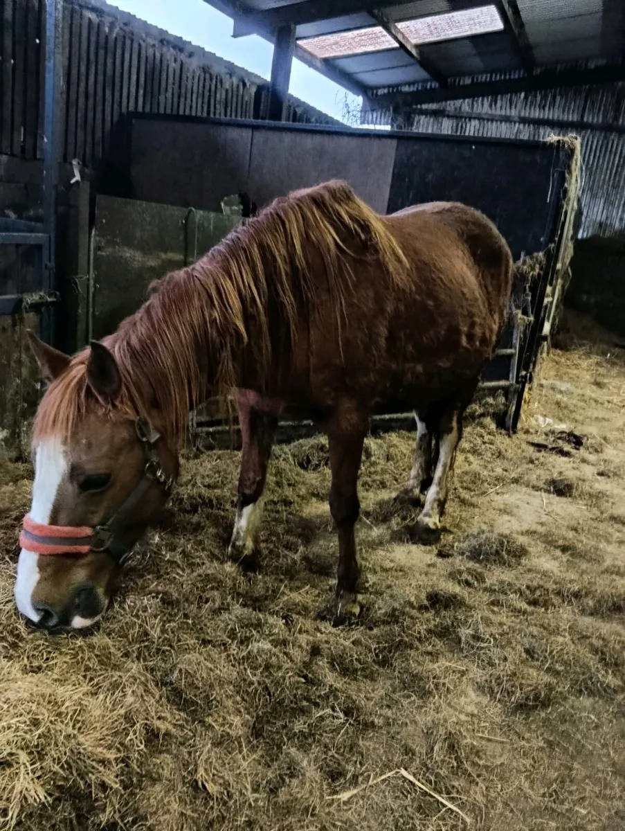 ISH broodmare - Image 2